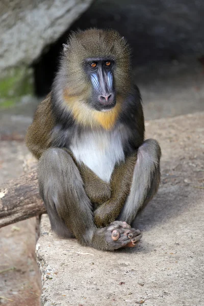 Mandrill sentado en la piedra — Foto de Stock