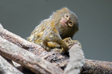 Pygmee monkey on wooden branch clipart