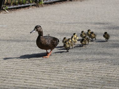 Mother duck with ducklings clipart