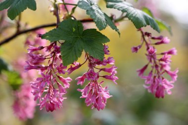Purpule Ribes sanguineum