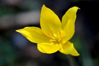 Sarı bahar çiçeği