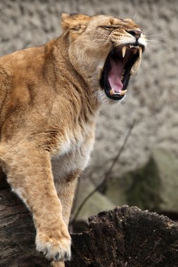 Taş atıştırmaiçin dişi aslan