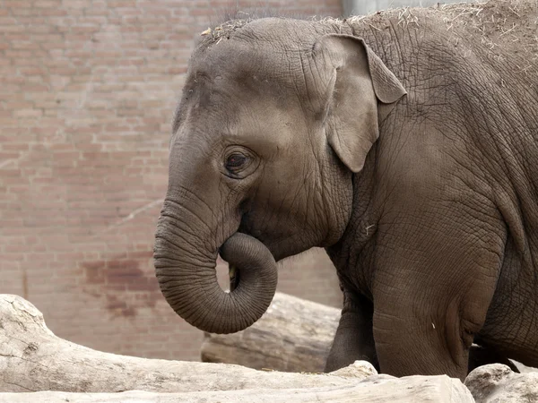 Hayvanat bahçesindeki bebek fil — Stok fotoğraf