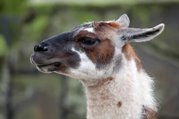 Close up of young Lama — Stock Photo, Image