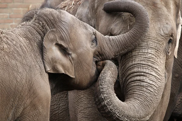 Graue Elefanten spielen — Stockfoto