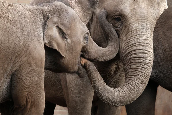 Éléphants gris jouant — Photo