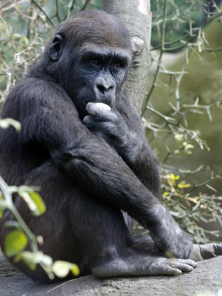 Молодой горилла ест — стоковое фото