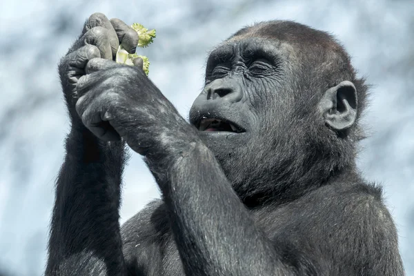 Gorilla-Junge isst — Stockfoto