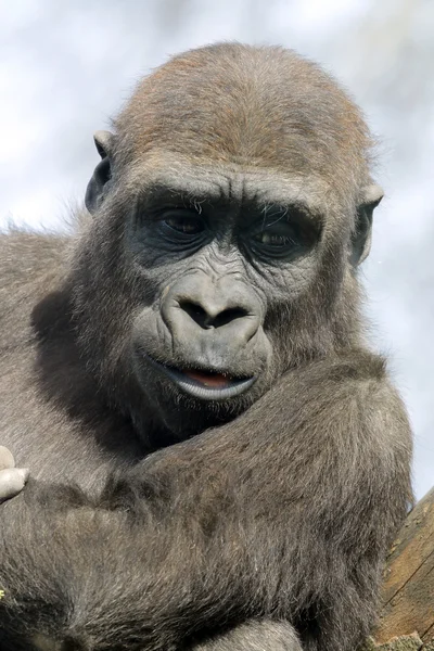 Close up of Gorilla youngster — Stock Photo, Image