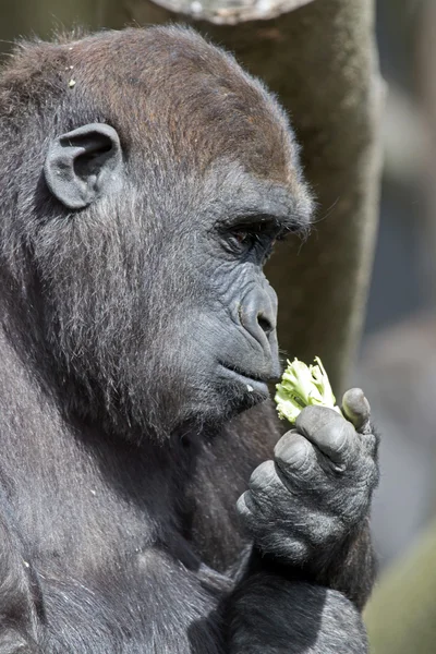 Gorilla-Junge isst — Stockfoto