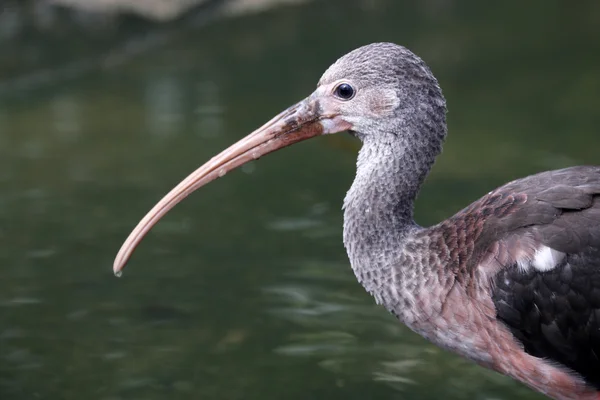 Młody Ibis czerwony — Zdjęcie stockowe