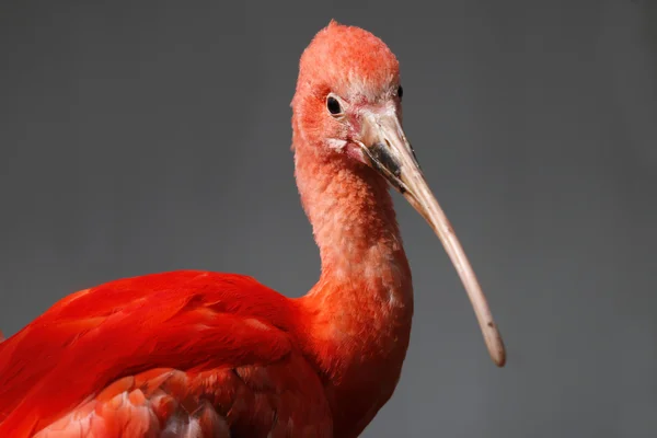 Belo Ibis vermelho — Fotografia de Stock