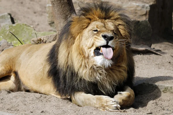 Lion laying on ground — Stock Photo, Image