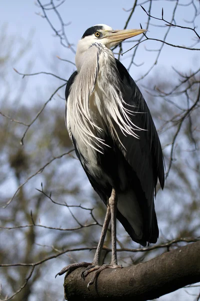 Blue Heron op tak — Stockfoto