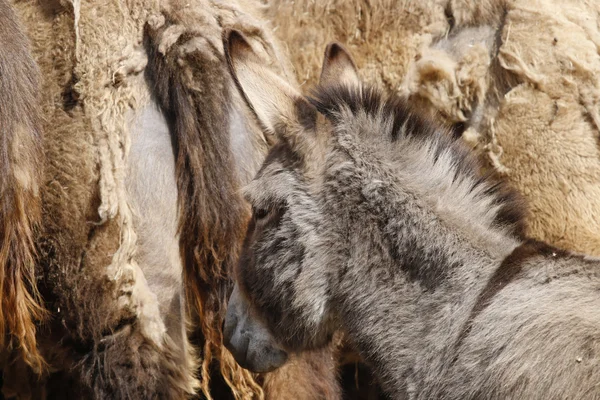 Esel foran kameler – stockfoto