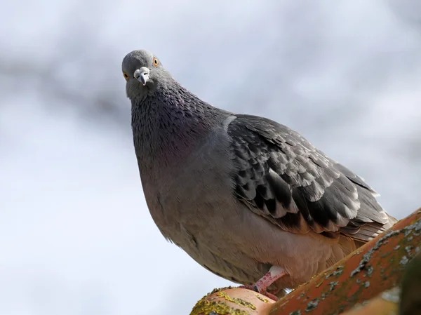 Pigeon kuş gökyüzü üzerinde — Stok fotoğraf