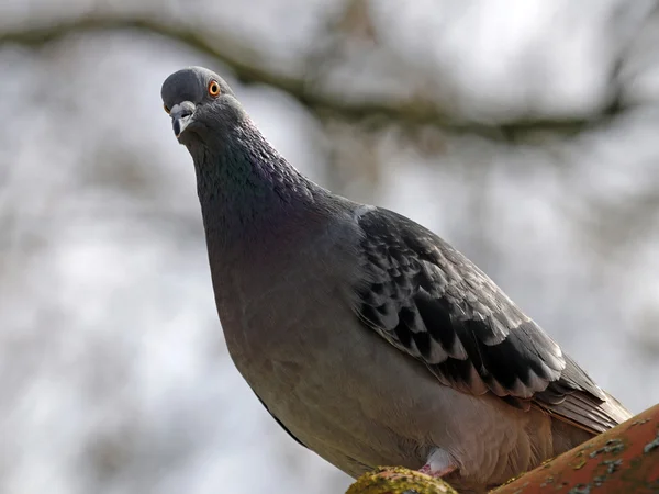 Pigeon bird over sky — Stock Photo, Image
