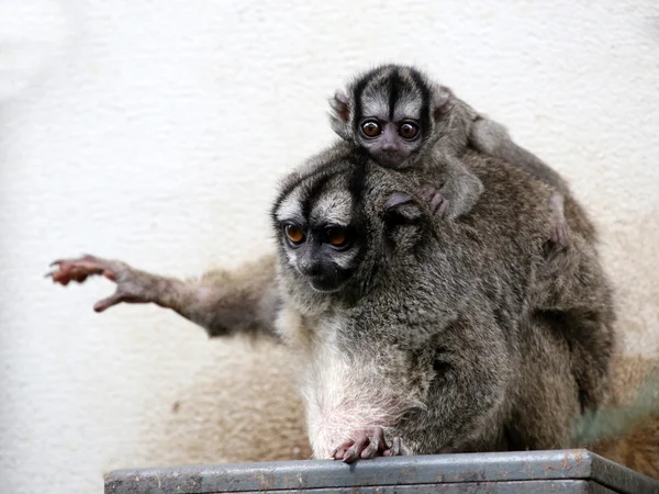 Owl monkeys in the zoo — Stock Photo, Image