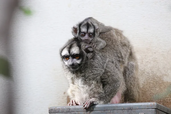 Sowa małpy w zoo — Zdjęcie stockowe