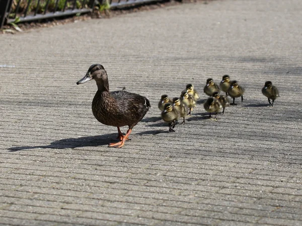 Mãe pato com patinhos — Fotografia de Stock