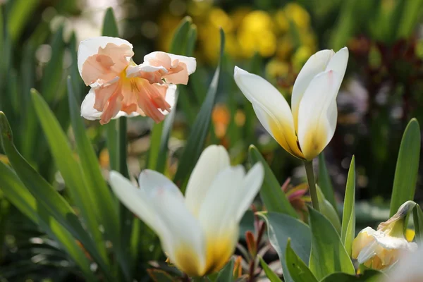 Pink Narcis — Stock Photo, Image