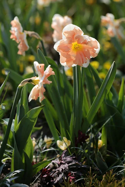 Zblízka růžový Narcis — Stock fotografie