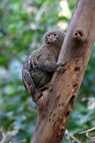 Macaco pigmeu na árvore — Fotografia de Stock