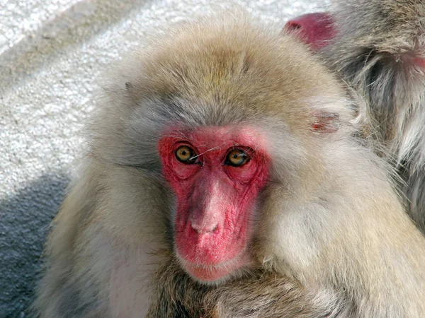 Two Japanese Monkeys — Stock Photo, Image