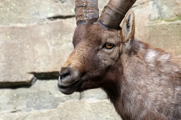 Alpine Ibex смотрит в камеру — стоковое фото