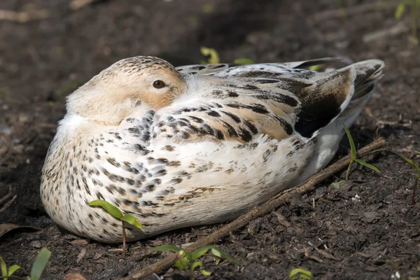 Yerde yatan ördek — Stok fotoğraf