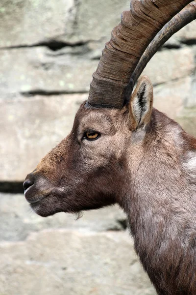 Close up de Ibex Alpino — Fotografia de Stock