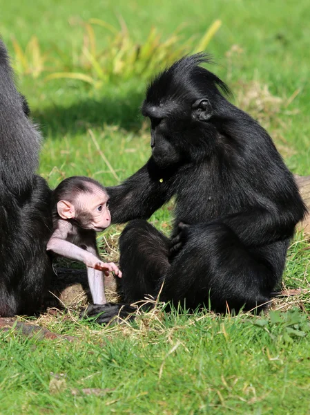 Monos Crestados en la hierba — Foto de Stock