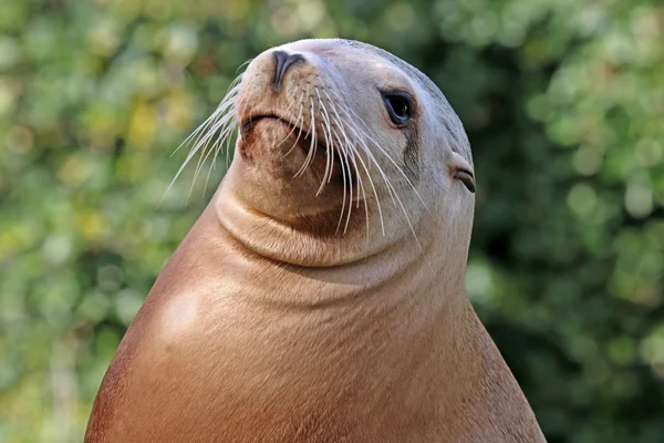 Male brown sealion — Stock Photo, Image