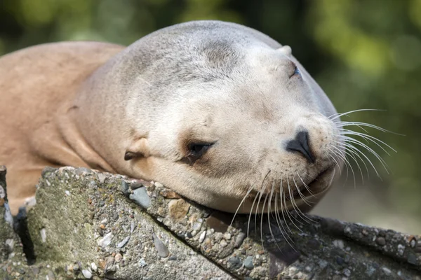 Sealion poniendo la cabeza en la piedra —  Fotos de Stock