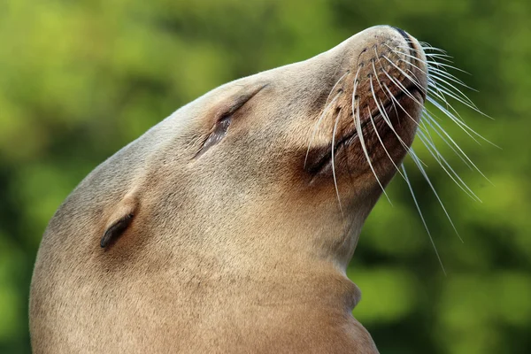 Male brown sealion — Stock Photo, Image