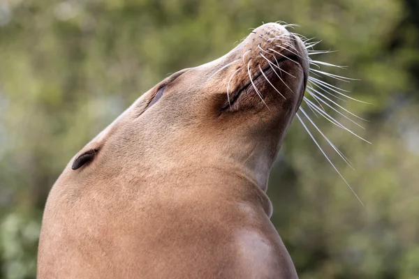 Male brown sealion — Stock Photo, Image