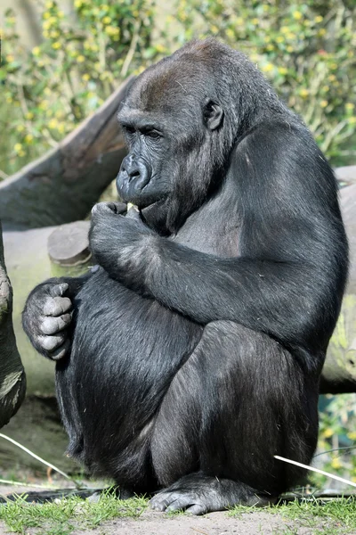 Samice gorily jíst — Stock fotografie