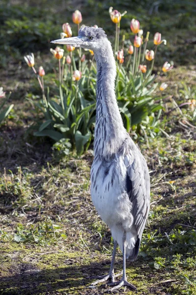 Blaureiher in der Nähe von Blumen — Stockfoto