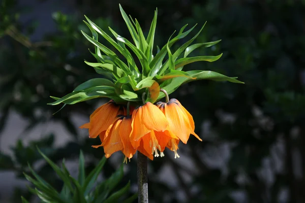 Fritillaria imperialis flower — Stock Photo, Image