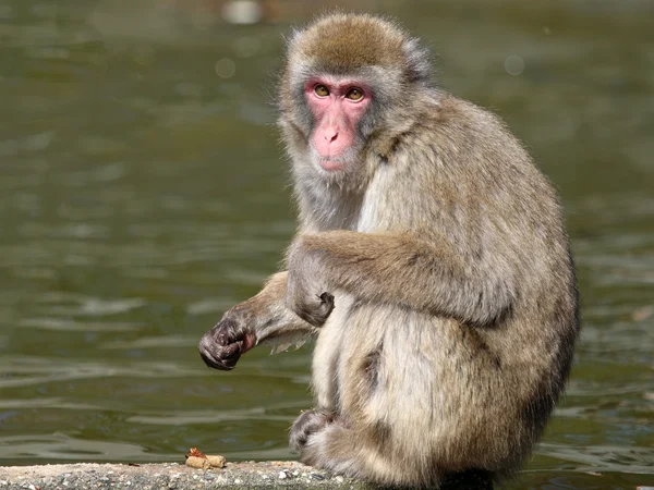 Macaco japonês perto da água — Fotografia de Stock