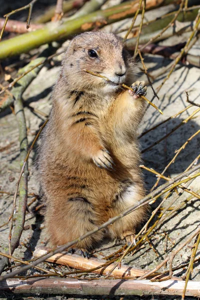 Prairie dog nibbling branch — Stock Photo, Image