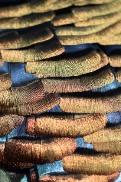 Meleagris ocellata feathers — Stock Photo, Image