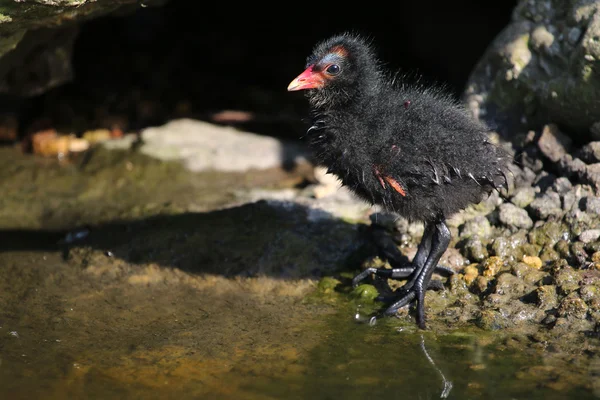 Gallinula chloropus in de buurt van het water — Stockfoto