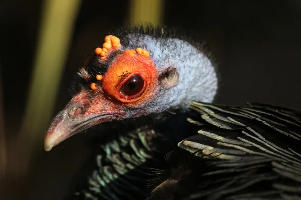 Närbild på peacock Turkiet — Stockfoto