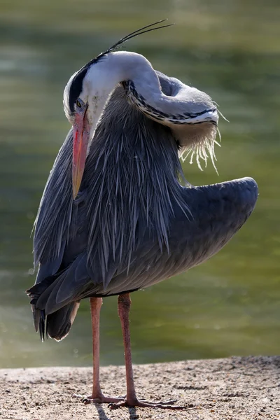 Blue Heron w pobliżu wody — Zdjęcie stockowe