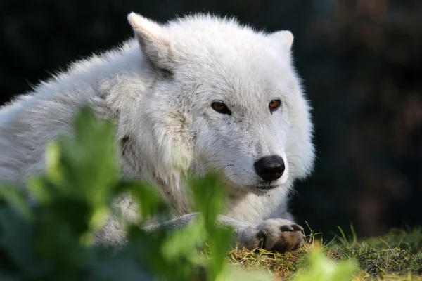 Loup blanc de la baie d'Hudson — Photo