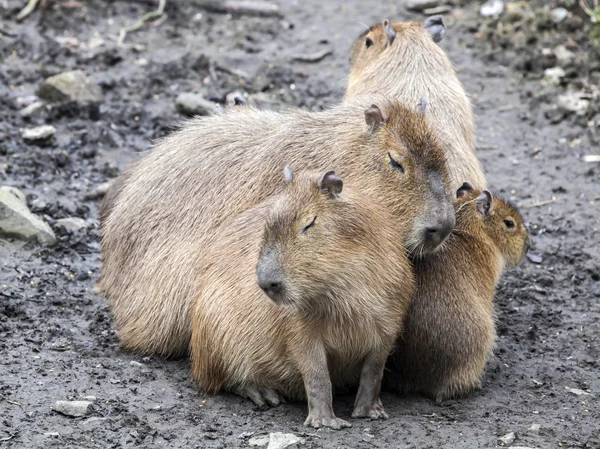 Capybaras siedzi na ziemi — Zdjęcie stockowe