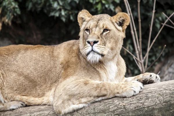 Lioness lying on a tree — Stock Photo, Image