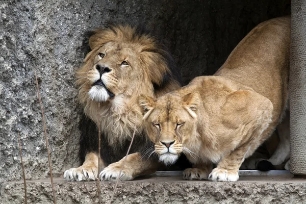 Löwe und Löwin zusammen — Stockfoto