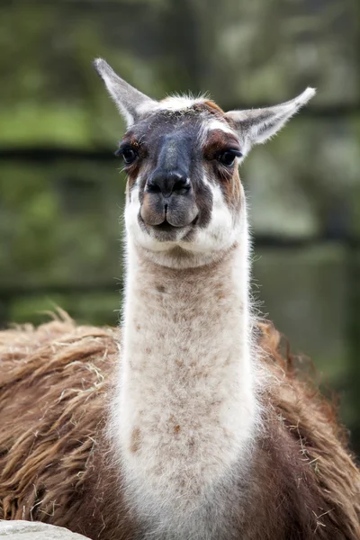 Close up of brown Lama — Stock Photo, Image